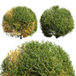 New Plant Ligustrum Quihoui Privet Pruned01 - Кусты - 3D модель