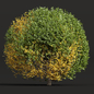 New Plant Ligustrum Quihoui Privet Pruned01 - Кусты - 3D модель - фото 3
