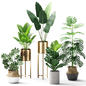 Indoor plants set 04 - Комнатные - 3D модель