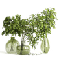 Collection Plants 03 - Букеты - 3D модель