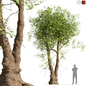 Tree Plant Garden 1 - Деревья - 3D модель