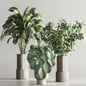 Indoor Plant Set 96 - Комнатные - 3D модель - фото 3
