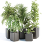 Indoor plants collection vol 181 - Комнатные - 3D модель