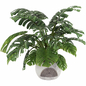 Monstera deliciosa Swiss cheese plant_ Collection 82 - Комнатные - 3D модель