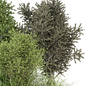 bush-outdoor bush plants-set 805 - Кусты - 3D модель - фото 3