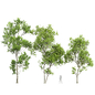 Spring trees Acer Saccharinum and Fagus Grandifolia - Деревья - 3D модель