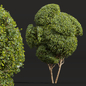 Ficus Concinna Bonsai- 3 different bush - Кусты - 3D модель - фото 2