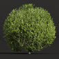 Ligustrum Quihoui and Ficus Concinna Bonsai Pruned - Кусты - 3D модель - фото 2