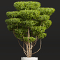 Ligustrum Quihoui and Ficus Concinna Bonsai Pruned - Кусты - 3D модель - фото 3