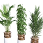 Indoor plant set 33 - Комнатные - 3D модель - фото 4
