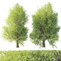 plane tree - Sycamore - platanus 10 m - Деревья - 3D модель