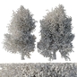 plane tree - Sycamore - platanus 10 m - Деревья - 3D модель - фото 4