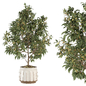 indoor plant 3 - Комнатные - 3D модель