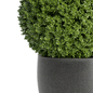 treez plants set 35 - Уличные - 3D модель - фото 3