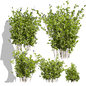 Collection plant vol 553 b - blueberry - bush - leaf - Кусты - 3D модель