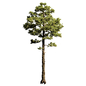 Pinus 10 - Деревья - 3D модель