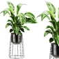 Plants set 197 - Комнатные - 3D модель