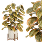 Indoor Plant Set 099 - Комнатные - 3D модель
