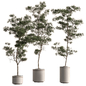 Indoor Plant 877 - Pine Sapling - Комнатные - 3D модель