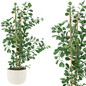 Plants Set 05 - Комнатные - 3D модель