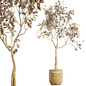 AV HousePlants Japandi Decorative Minimalism Ficus Dracaena Marginata28 - Комнатные - 3D модель - фото 4
