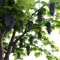 Vines Grapes 01 - Уличные - 3D модель - фото 5