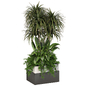 Plants Collection Set Tall Plant and Hanging Plant 198 - Комнатные - 3D модель - фото 2