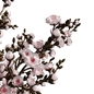 Blossoming branches - Букеты - 3D модель - фото 5