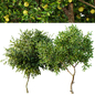 AV Fruit tree lemon and Big Joy Perfume Orange Michelia Champaca Tree - Деревья - 3D модель