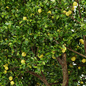 AV Fruit tree lemon and Big Joy Perfume Orange Michelia Champaca Tree - Деревья - 3D модель - фото 2