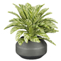 Collection plant vol 638 - Calathea Freddie - Комнатные - 3D модель