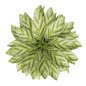 Collection plant vol 638 - Calathea Freddie - Комнатные - 3D модель - фото 3