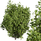 Plant vol 728 - Outdoor - bush - Кусты - 3D модель