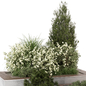 Outdoor Garden Set Bush Tree_Garden Set 4029 - Уличные - 3D модель - фото 4