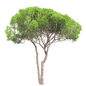 Stone pine 08 - Деревья - 3D модель