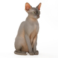 The sphinx cat - Живые существа - 3D модель