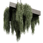 plant vol 918 - hanging - ampelous - ivy - Комнатные - 3D модель