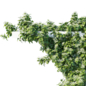 Climbing Hydrangea 03 - Уличные - 3D модель - фото 3