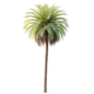 AV Plant Phoenix Canariensis Palm Tree 02 - Деревья - 3D модель - фото 3