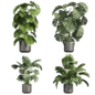 plant vol 1050 - monstera - Madison - deliciosa - Комнатные - 3D модель