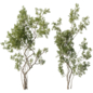 Broadleaf Tree Set 15 - Деревья - 3D модель