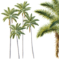 AV Plant Roystonea Regia Palm Tree 01 - Деревья - 3D модель - фото 4