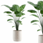 plant02 - Комнатные - 3D модель