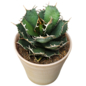 Agave titanota with terracotta pot - Комнатные - 3D модель - фото 3