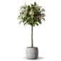 Plant - Flowering Tall Plant 644 - Комнатные - 3D модель