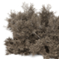 Outdoor Niddle Pine Plants Bush_Bush Set 4898 - Кусты - 3D модель - фото 3