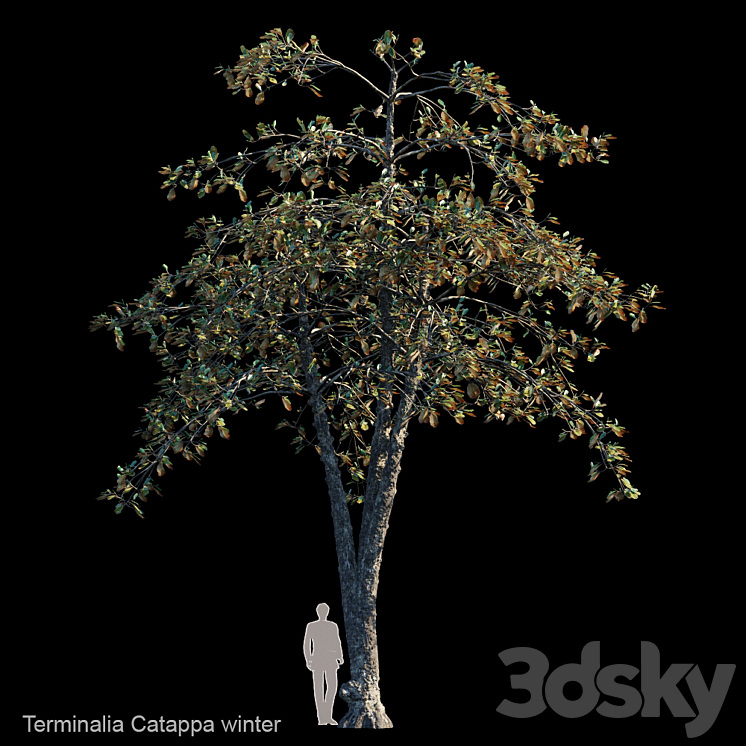 Terminalia catappa winter - Tree - 3D model