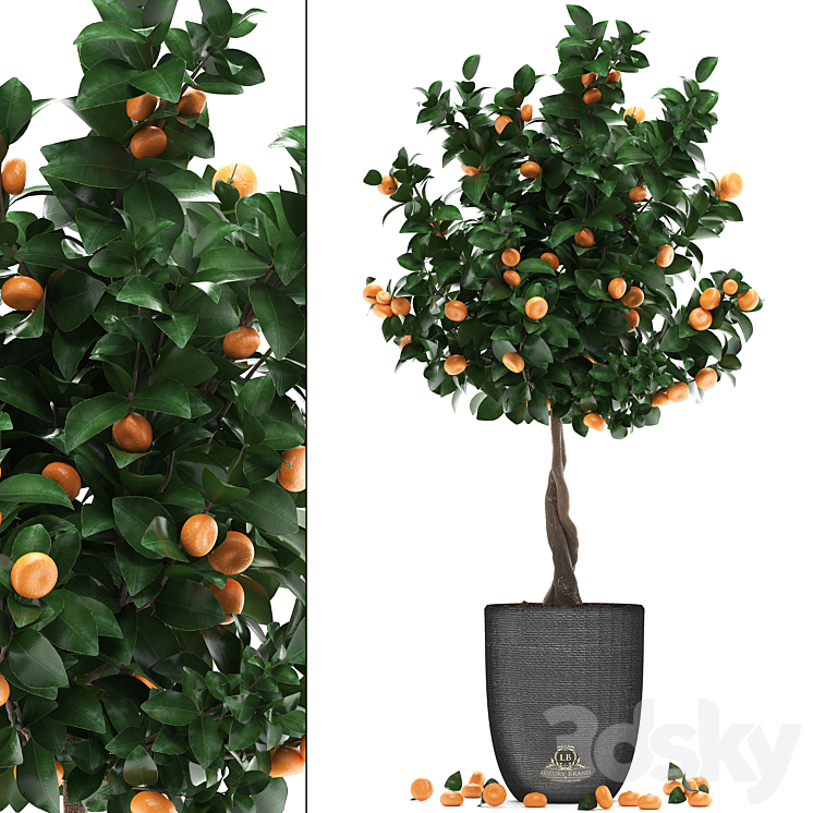 Plant collection 272. Citrus mandarin, Citrus mandarin, tangerine tree
