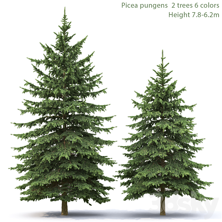 Spruce - Tree - 3D model