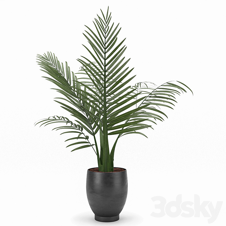 indoor and outdoor palm plant Indoor 3D model
